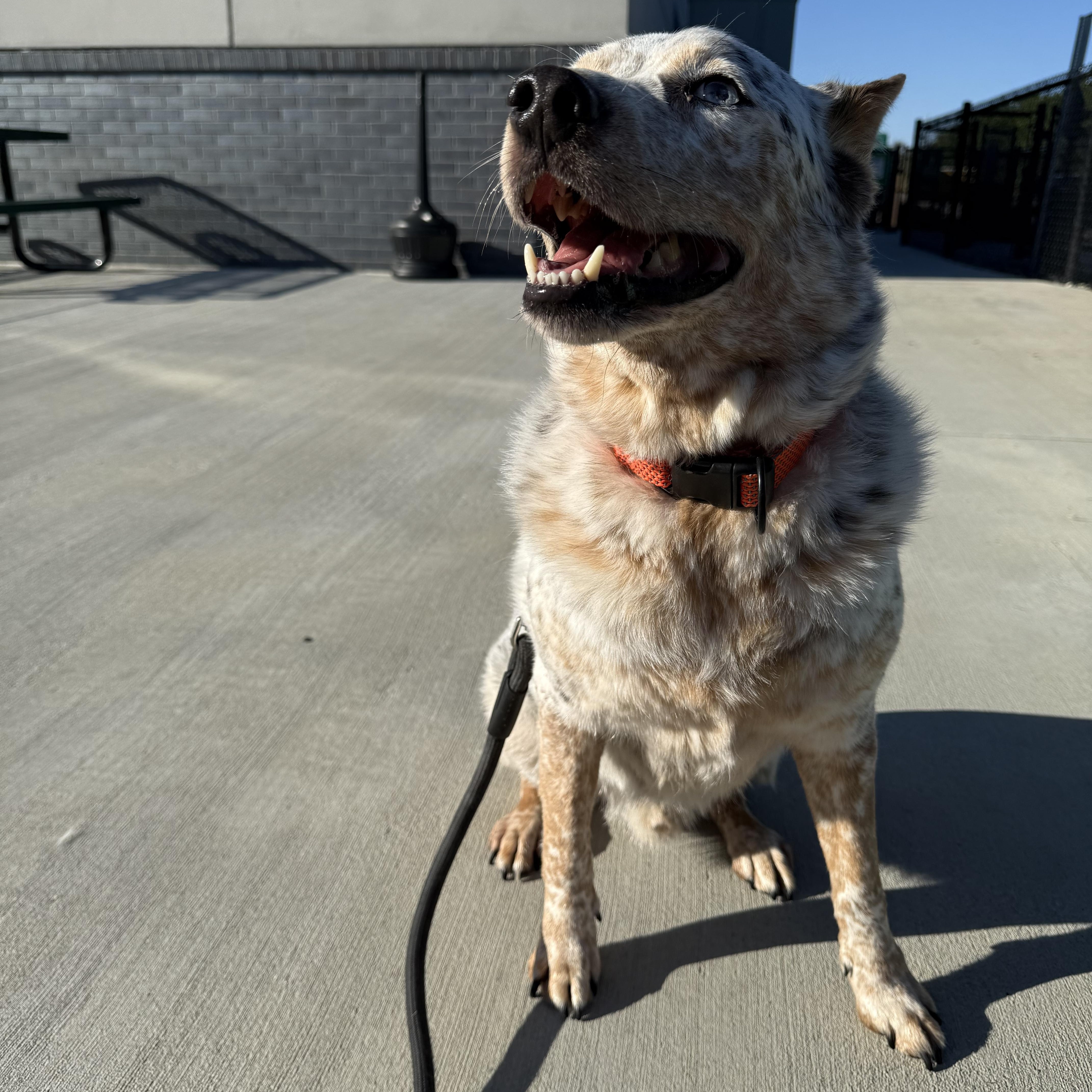 Enlarge Hudson , an adopted Australian Cattle Dog / Blue Heeler in Indianapolis, IN image 3/3