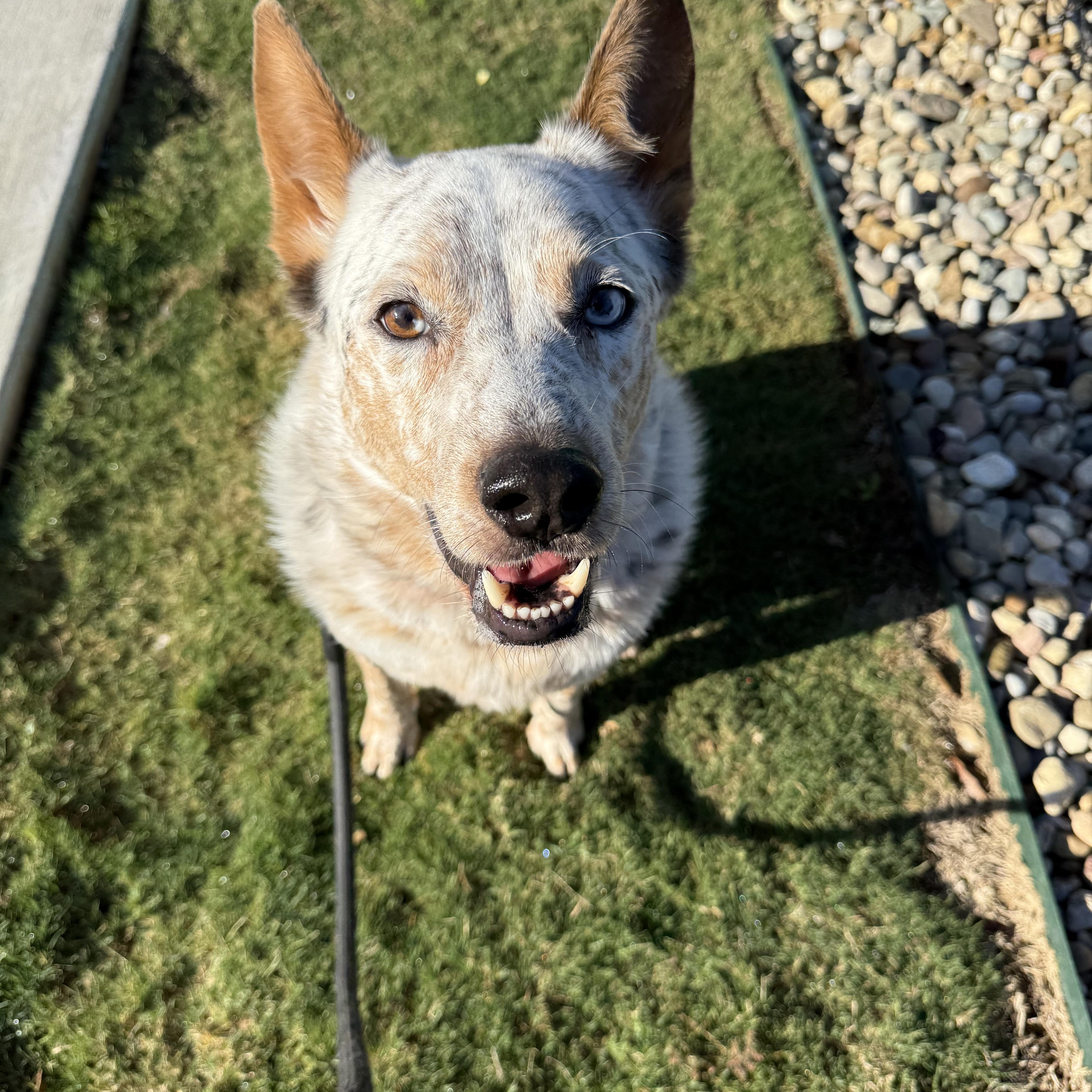 Enlarge Hudson , an adopted Australian Cattle Dog / Blue Heeler in Indianapolis, IN image 2/3