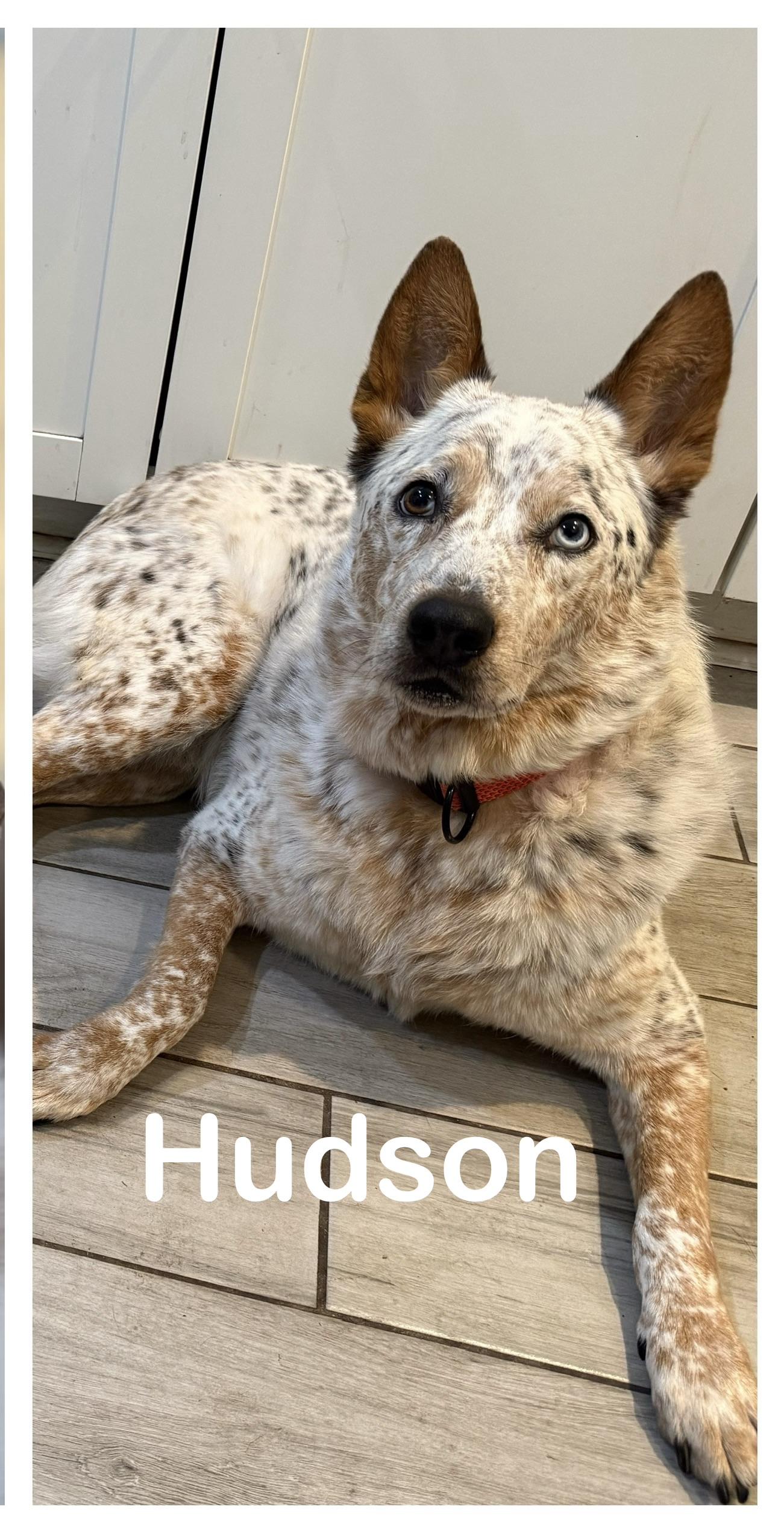 Enlarge Hudson , an adopted Australian Cattle Dog / Blue Heeler in Indianapolis, IN image 1/3