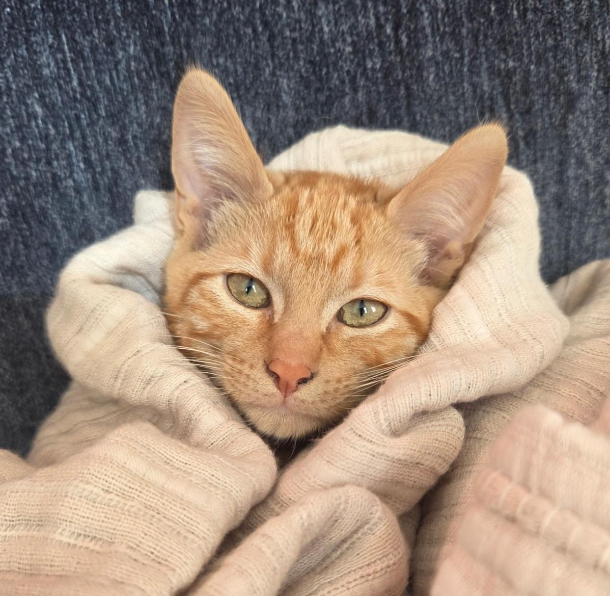 Garfield, adopted, Kitten Male Tabby.