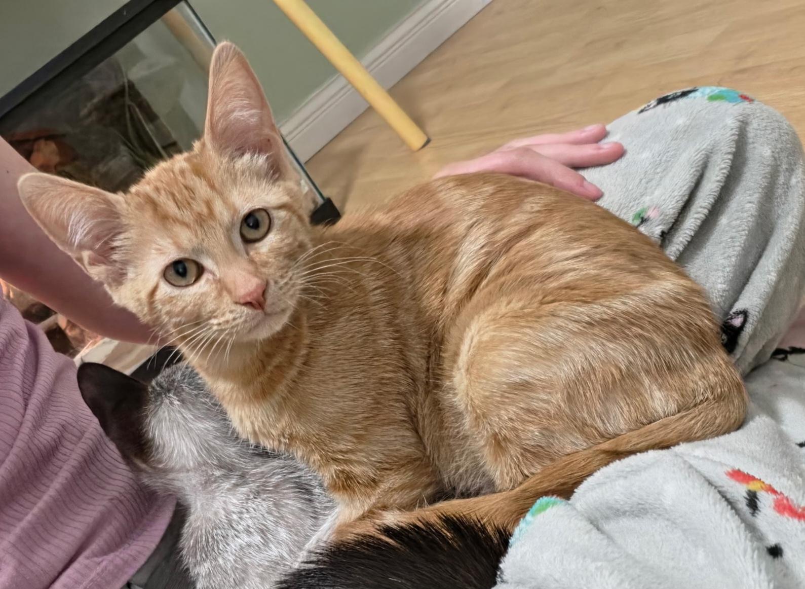 Enlarge Garfield, an adopted Tabby in Springfield, OR image 4/5