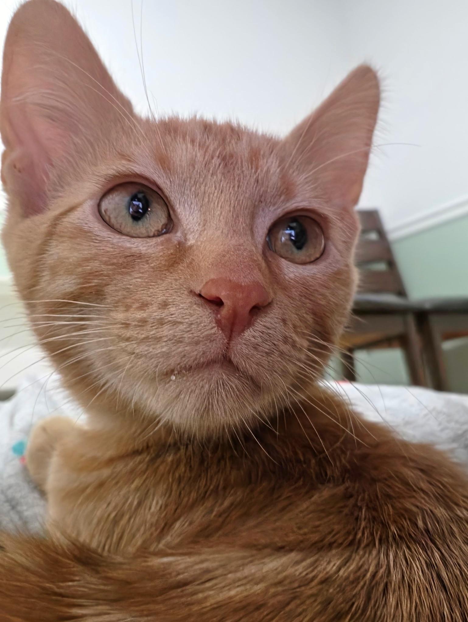Enlarge Garfield, an adopted Tabby in Springfield, OR image 5/5