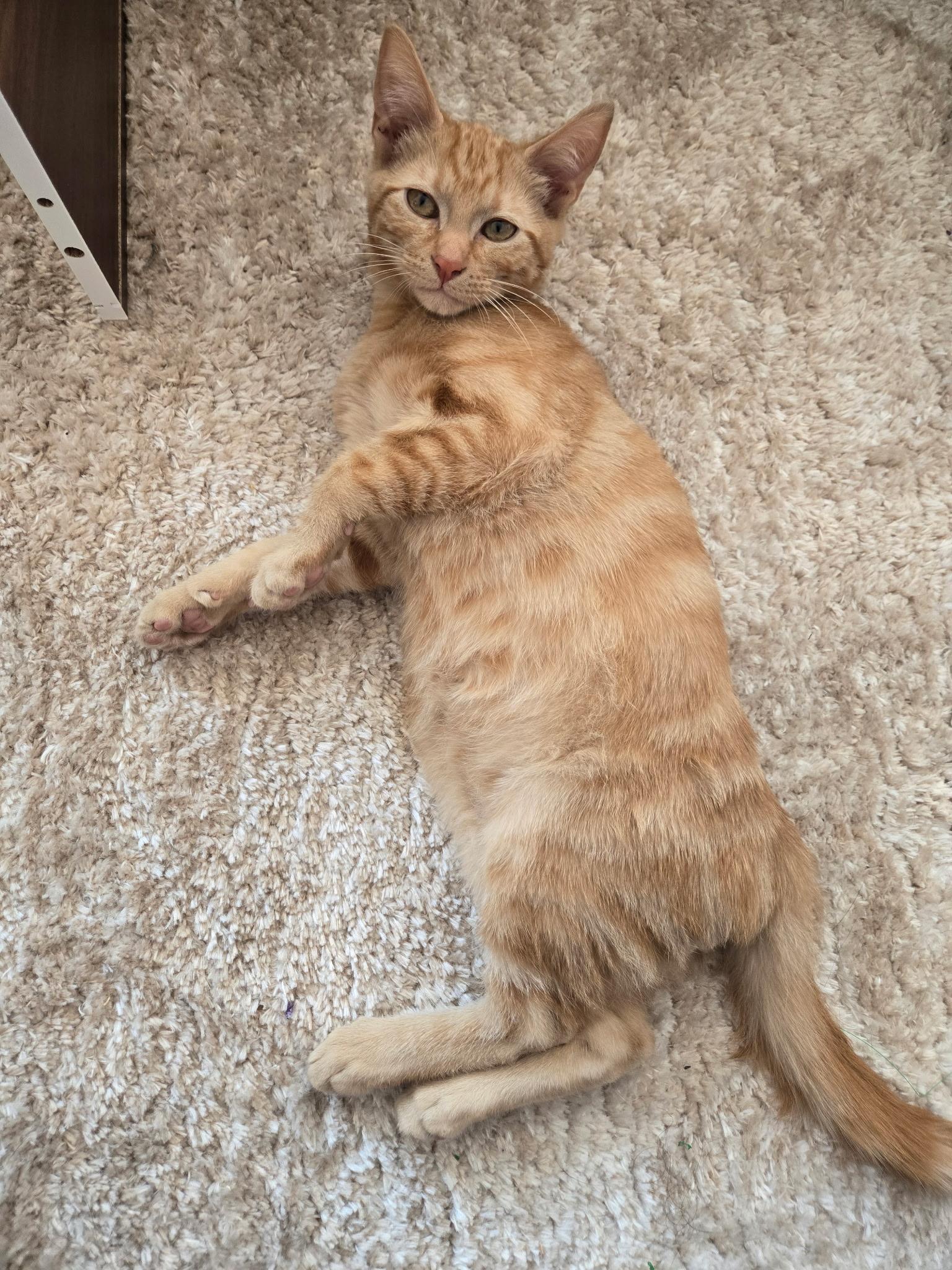 Enlarge Garfield, an adopted Tabby in Springfield, OR image 3/5