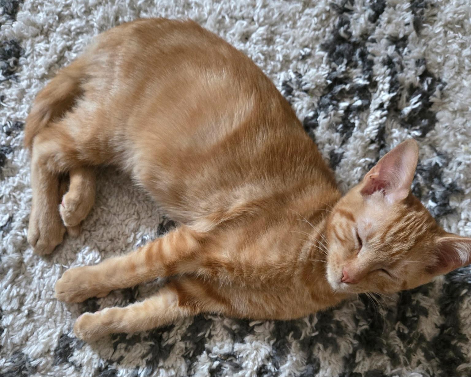 Enlarge Garfield, an adopted Tabby in Springfield, OR image 2/5