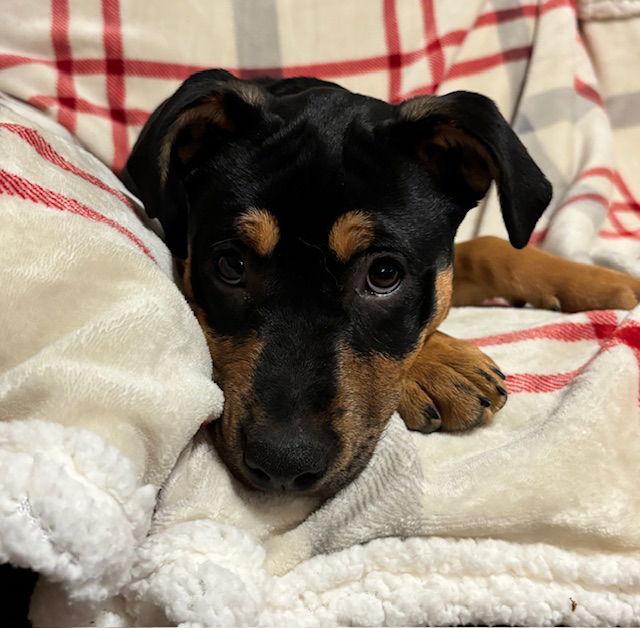 Roxy, Adoptable, Young Female Rottweiler.