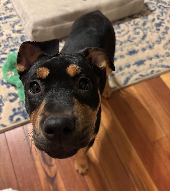 Enlarge Roxy, a Adoptable Rottweiler in Canal Winchester, OH image 2/3