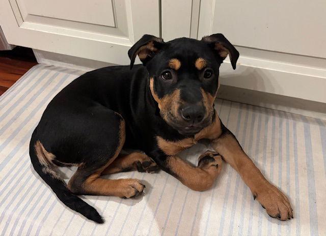 Enlarge Roxy, a Adoptable Rottweiler in Canal Winchester, OH image 3/3