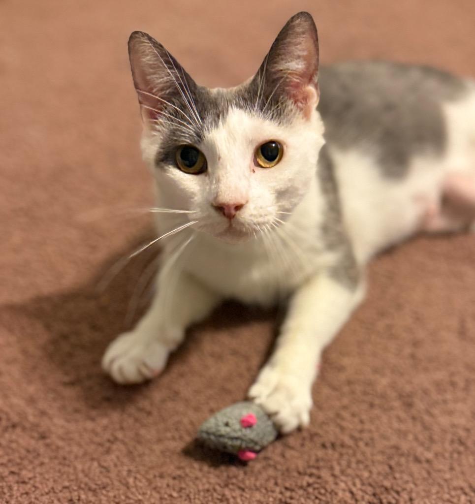 Billie Jean, a Adoptable mixed breed in Hampton, VA image 1/3