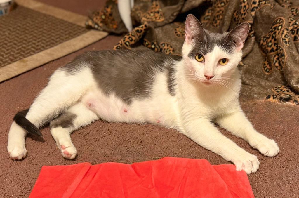 Billie Jean, a Adoptable mixed breed in Hampton, VA image 2/3