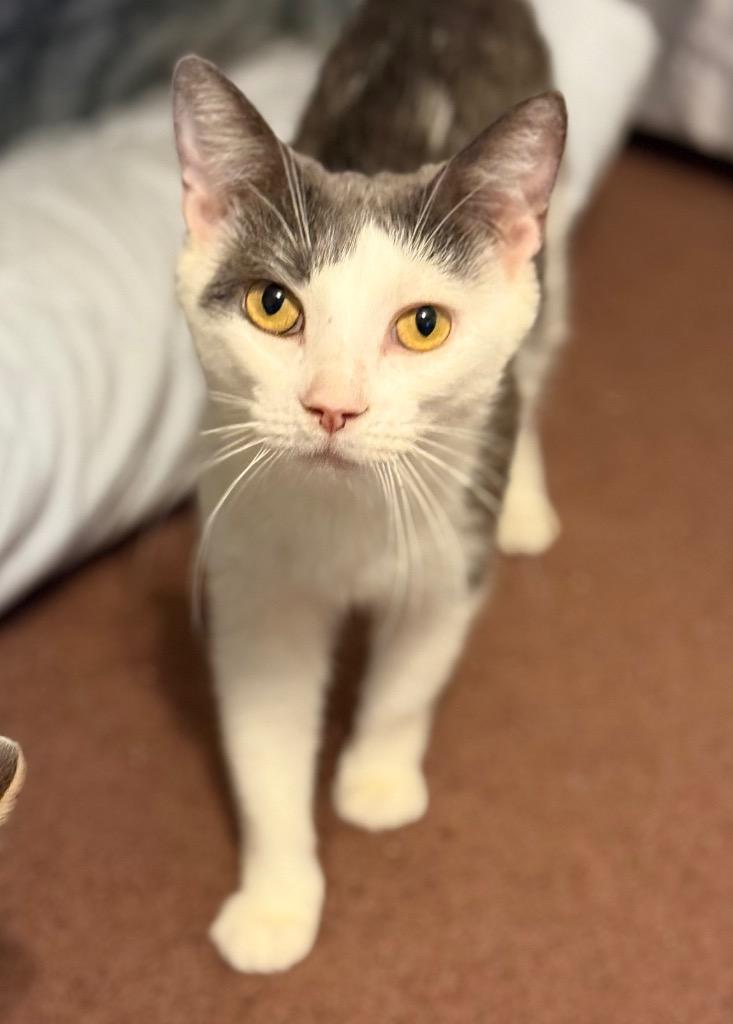 Billie Jean, a Adoptable mixed breed in Hampton, VA image 3/3