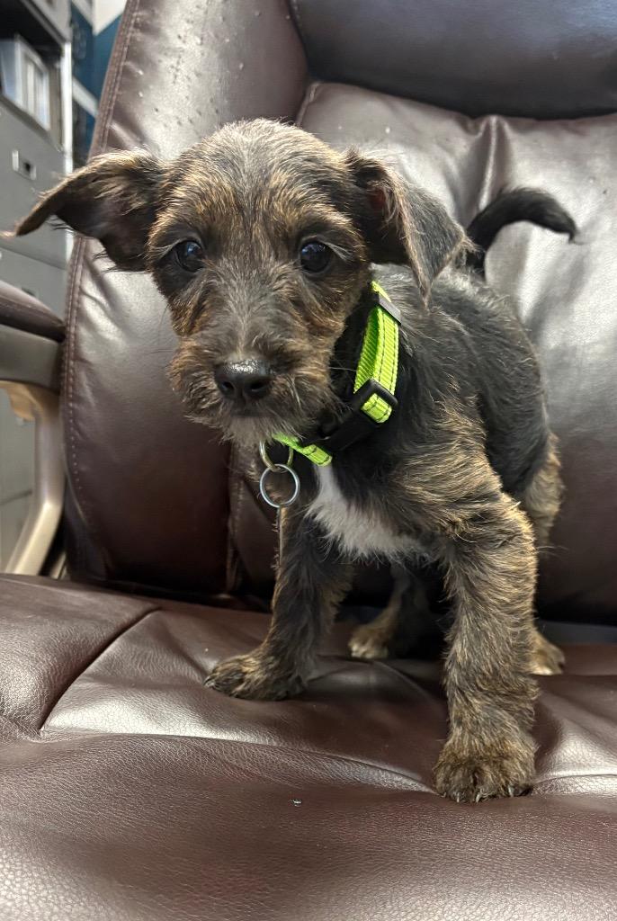 Tennessee, Adoptable, Puppy Female Terrier.