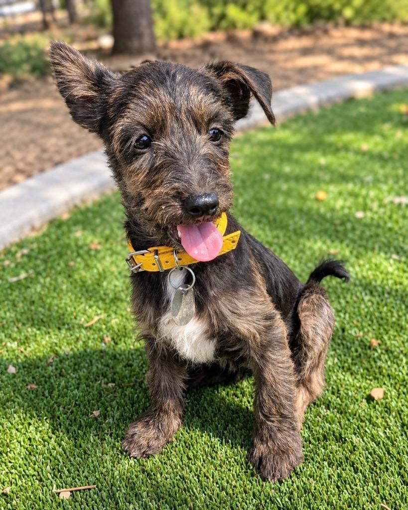 Enlarge Tennessee, a Adoptable Terrier in Reno, NV image 2/3