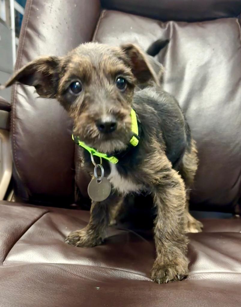 Enlarge Tennessee, a Adoptable Terrier in Reno, NV image 3/3