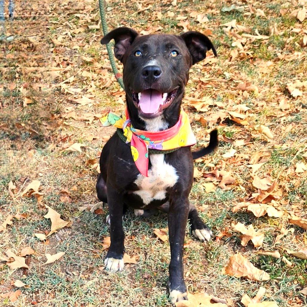 Hollis, Adoptable, Adult Male Labrador Retriever & Mixed Breed.