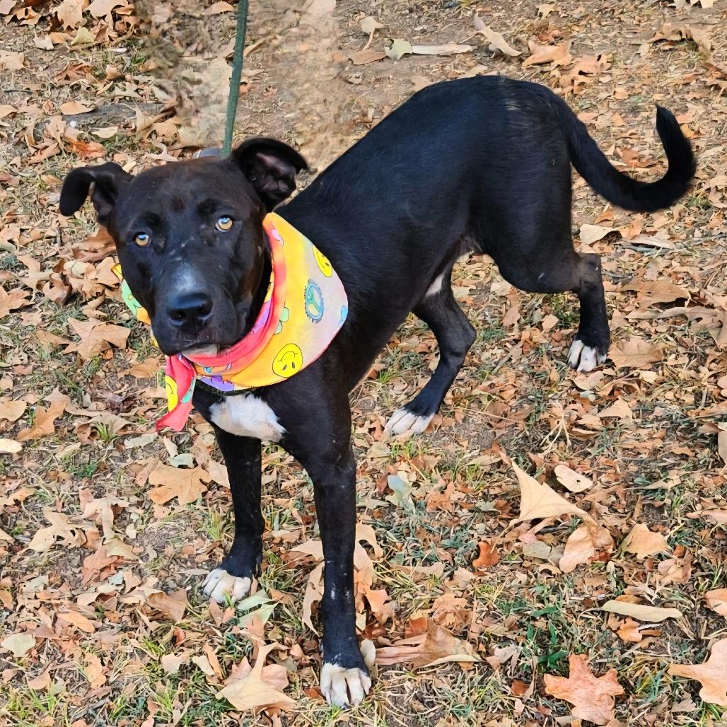 Enlarge Hollis, a Adoptable mixed breed in Hackett, AR image 2/5