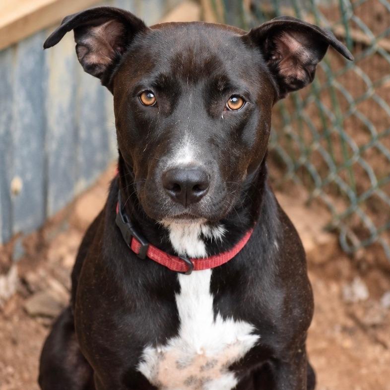 Enlarge Hollis, a Adoptable mixed breed in Hackett, AR image 3/5