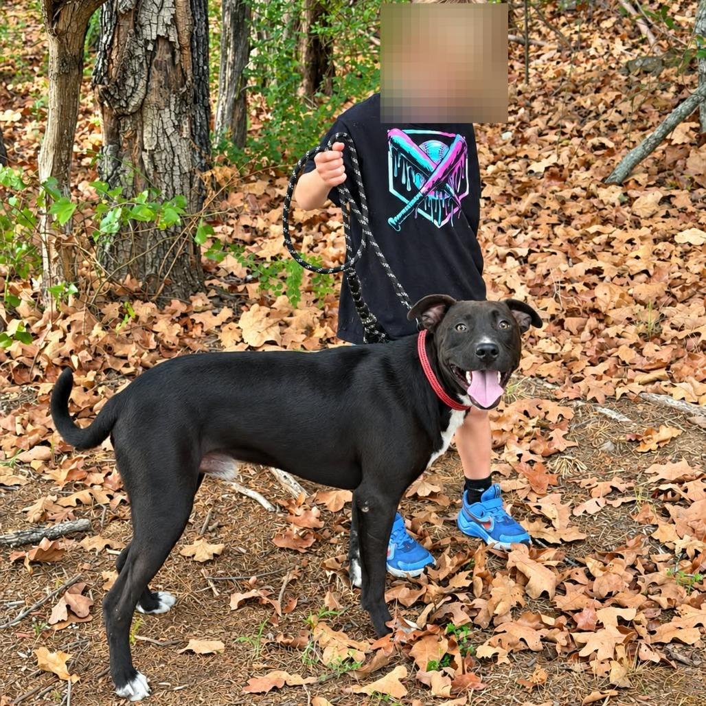 Enlarge Hollis, a Adoptable mixed breed in Hackett, AR image 4/5