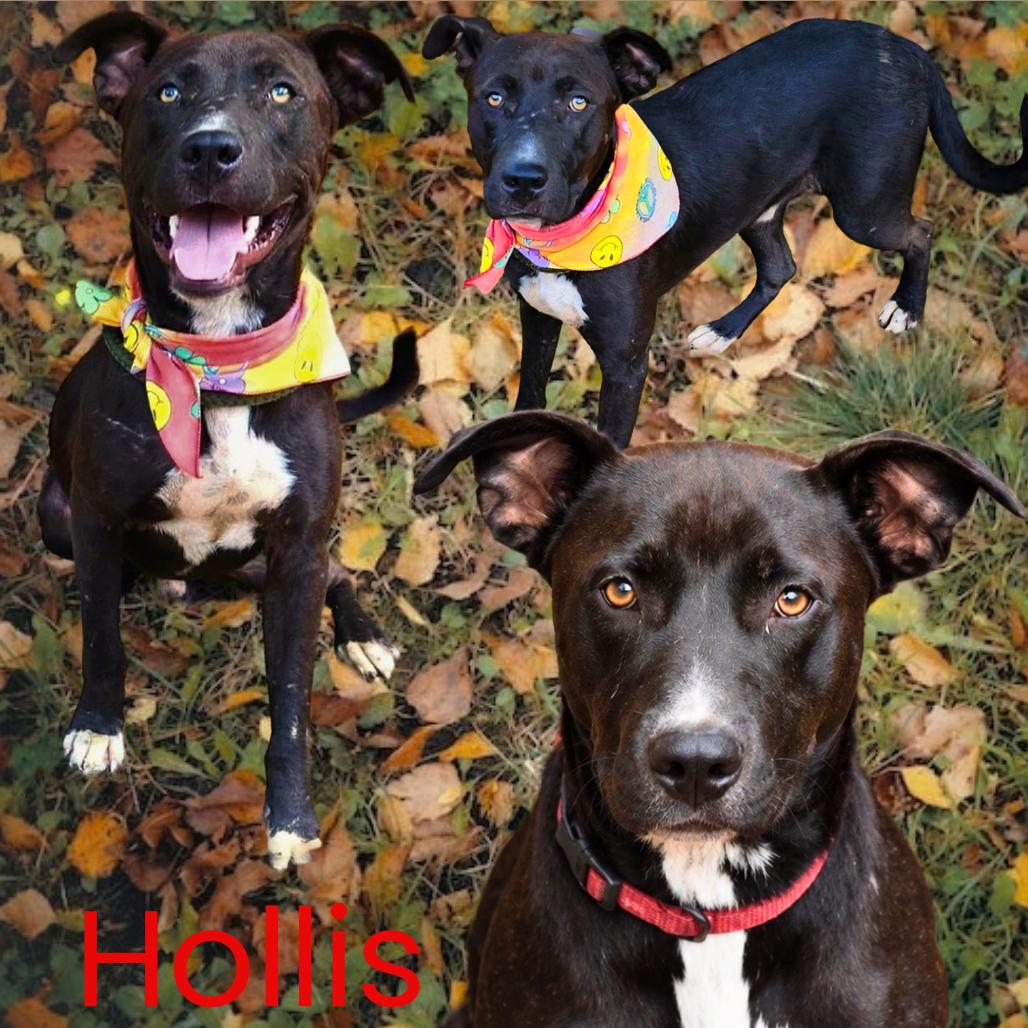 Enlarge Hollis, a Adoptable mixed breed in Hackett, AR image 5/5