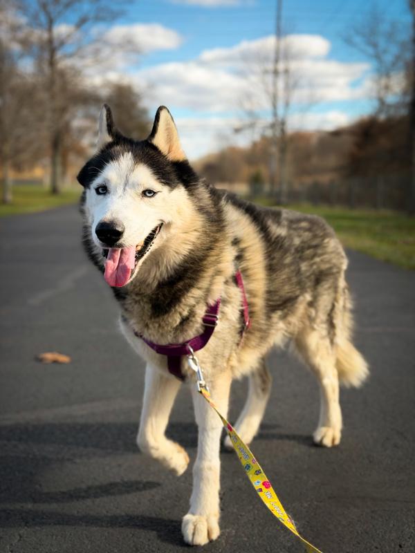 Enlarge Trooper, a Adoptable mixed breed in Skillman, NJ image 1/6
