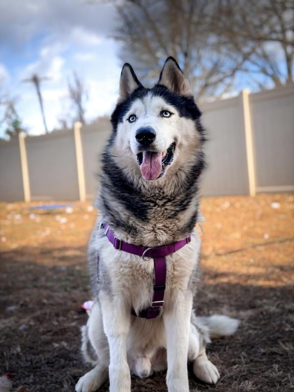 Trooper, Adoptable, Young Male Siberian Husky.