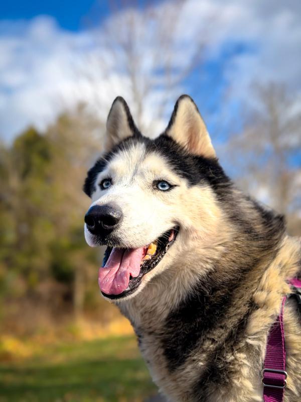 Enlarge Trooper, a Adoptable mixed breed in Skillman, NJ image 2/6
