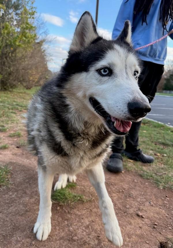 Enlarge Trooper, a Adoptable mixed breed in Skillman, NJ image 3/6