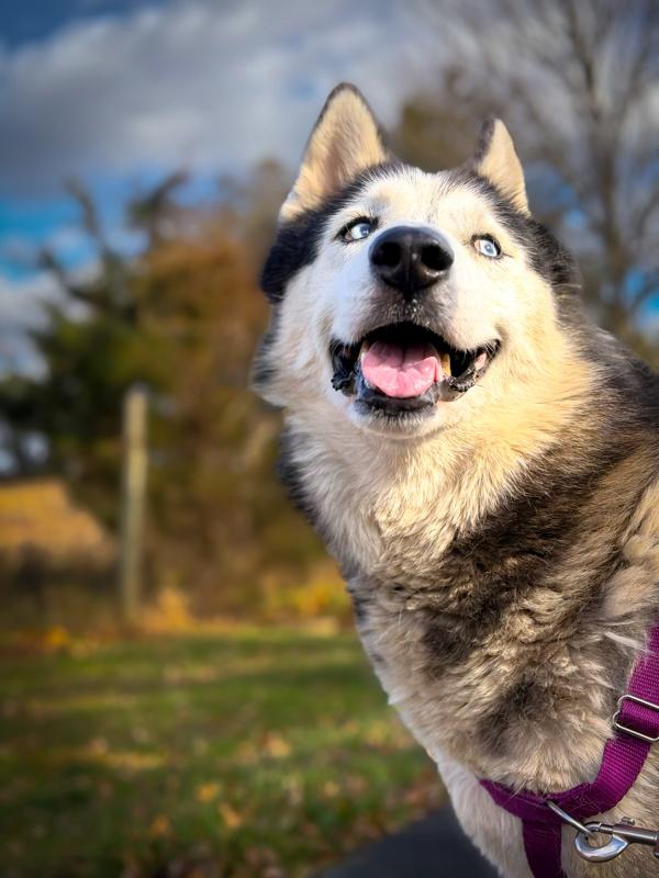 Enlarge Trooper, a Adoptable mixed breed in Skillman, NJ image 4/6