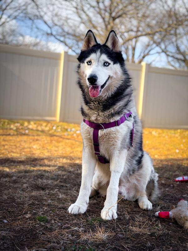 Enlarge Trooper, a Adoptable mixed breed in Skillman, NJ image 5/6