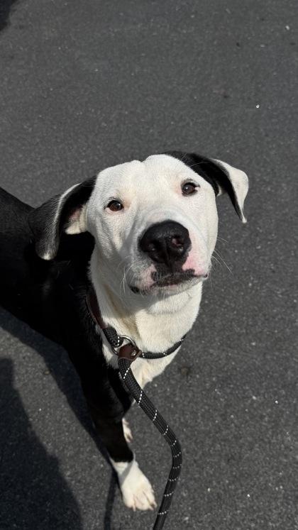 26-597 Dockett, Adoptable, Young Male Labrador Retriever & Mixed Breed.