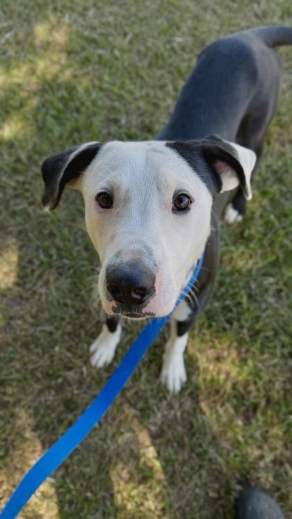 Enlarge 26-597 Dockett, a Adoptable mixed breed in Barnesville, GA image 2/2