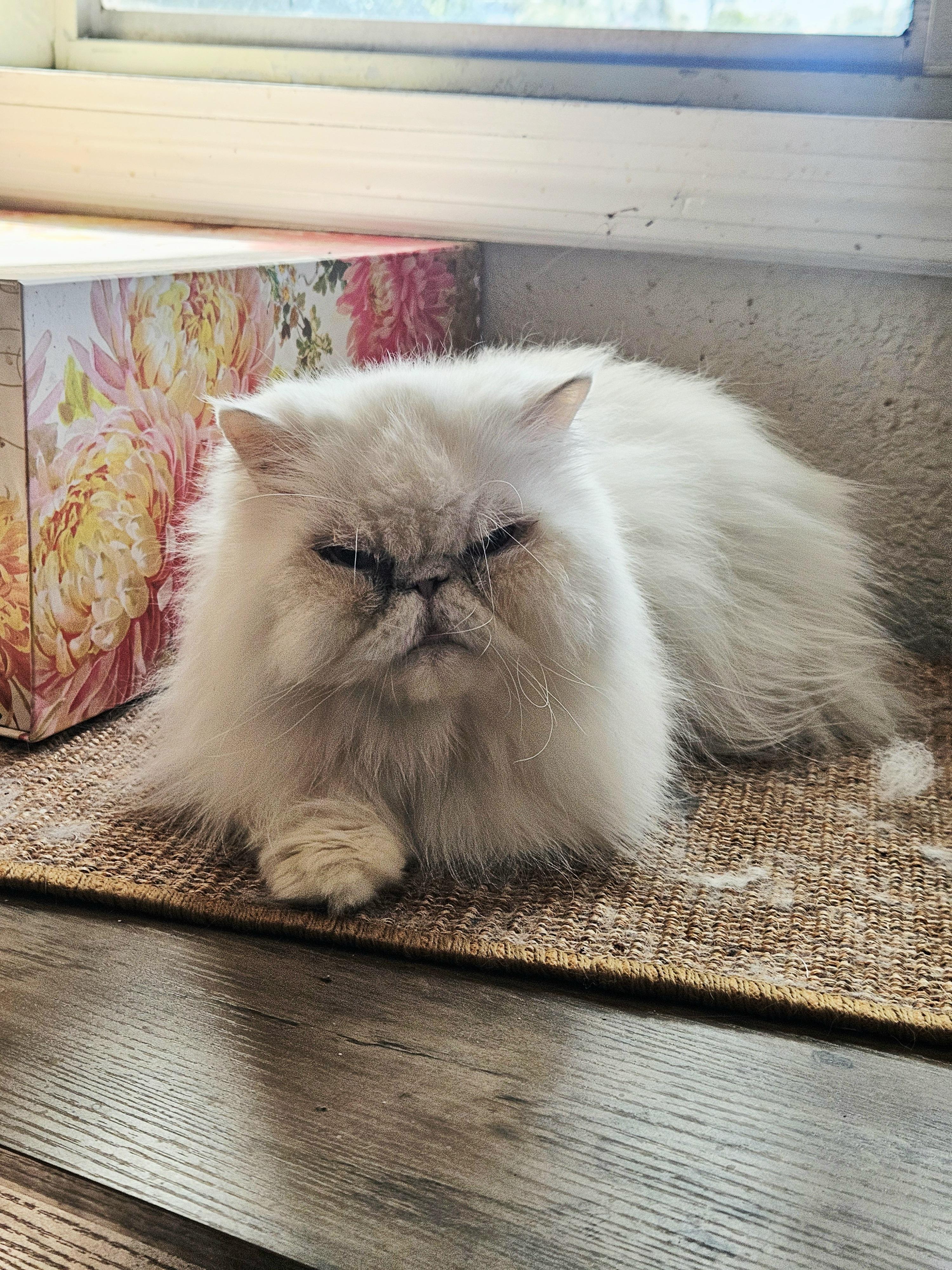 Enlarge Sterling and Sadie, a ADOPTABLE Persian in Orlando, FL image 5/5