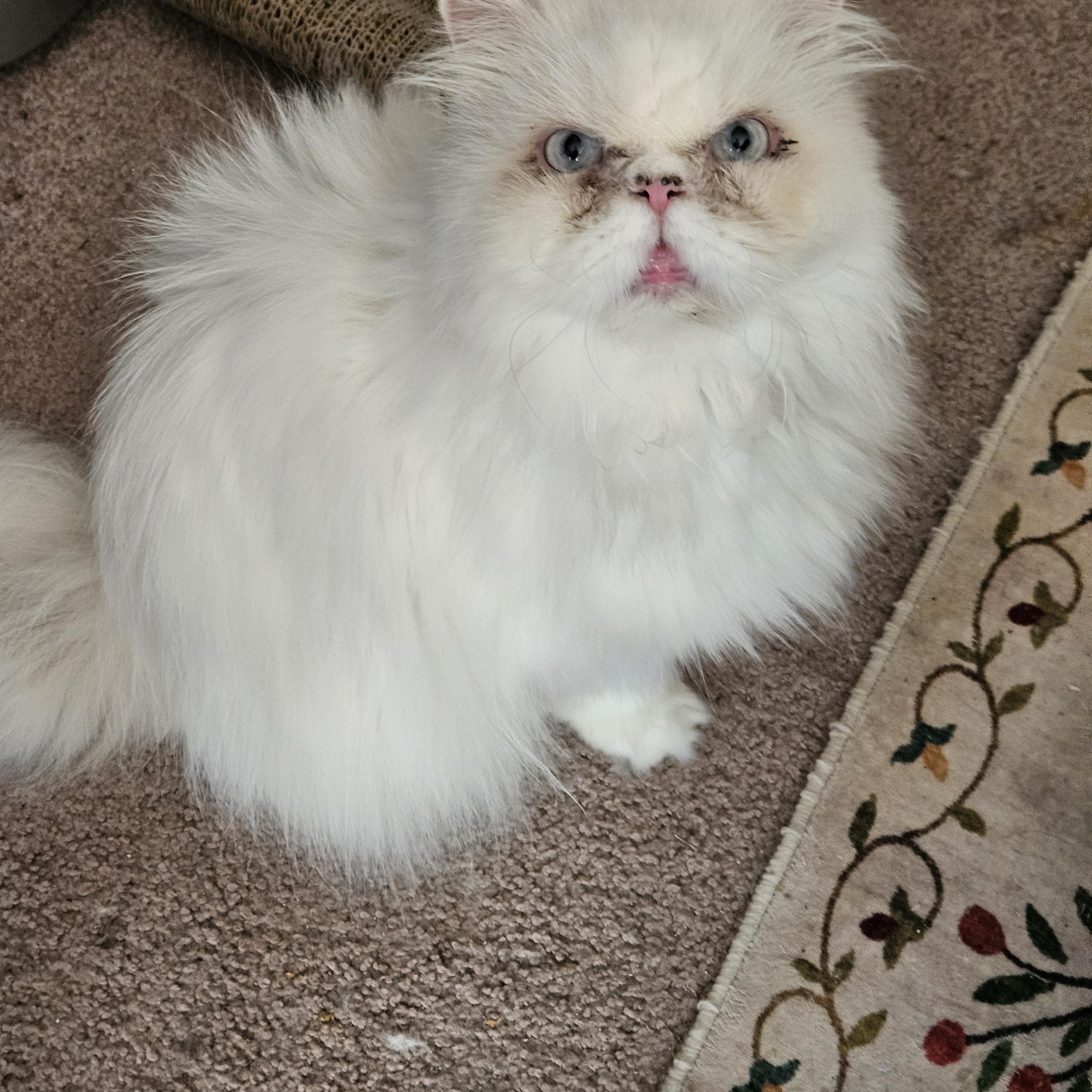 Enlarge Sterling and Sadie, a ADOPTABLE Persian in Orlando, FL image 1/5