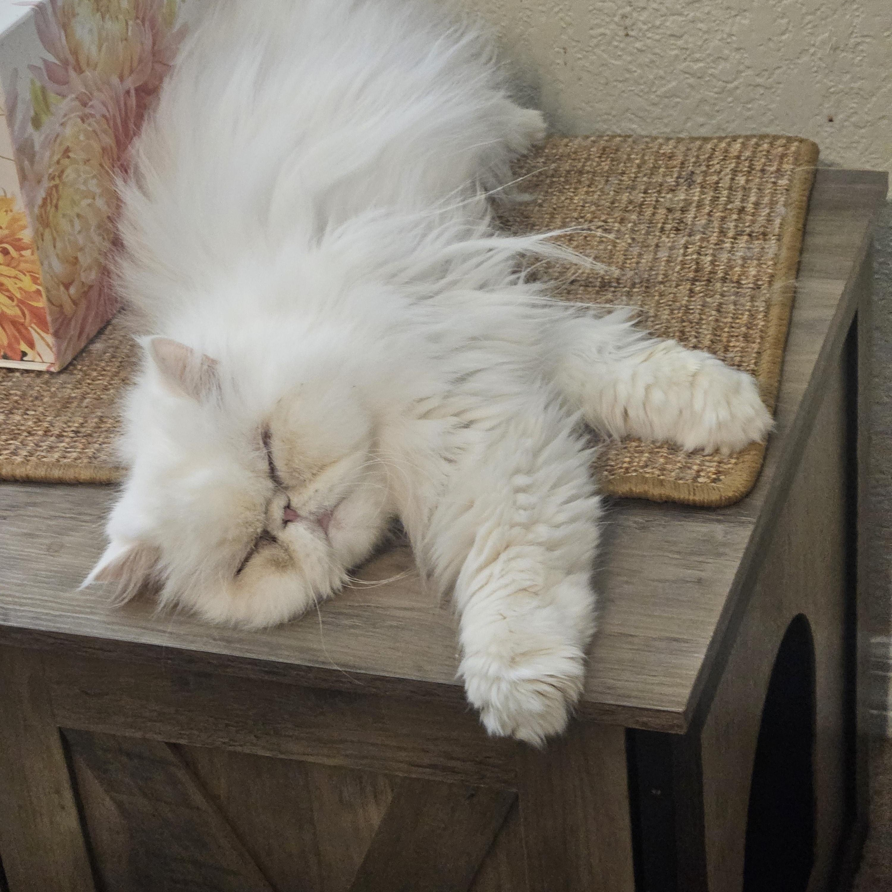 Enlarge Sterling and Sadie, a ADOPTABLE Persian in Orlando, FL image 2/5
