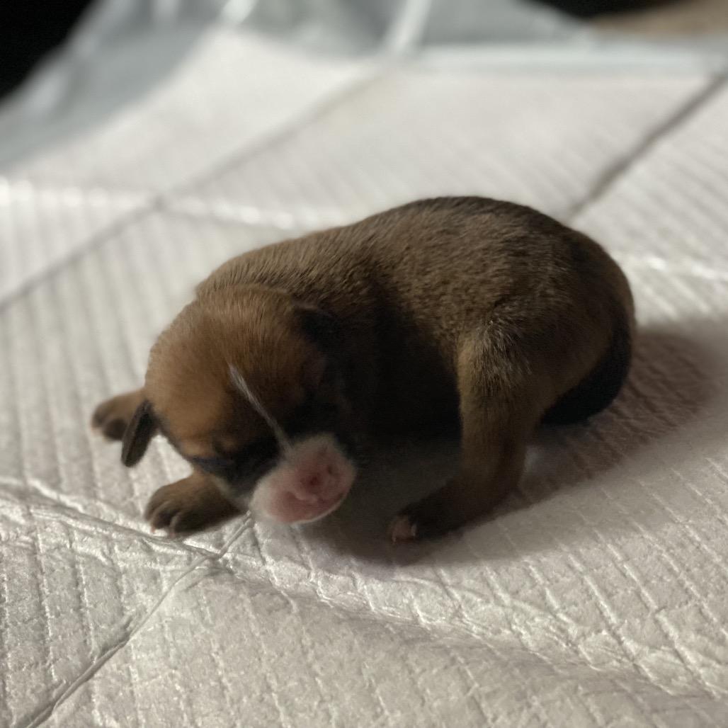 Enlarge Mulan, a Adoptable mixed breed in Austell, GA image 1/6