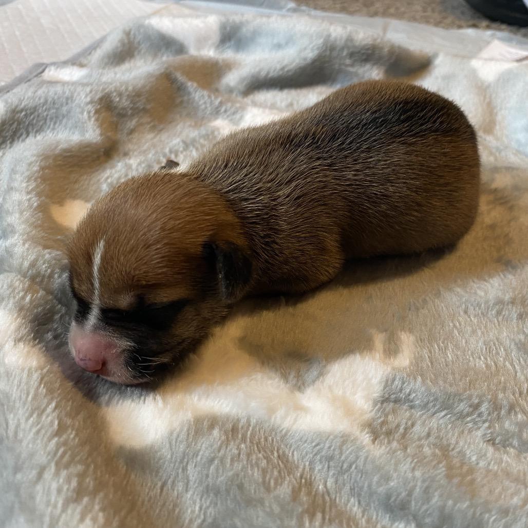 Enlarge Mulan, a Adoptable mixed breed in Austell, GA image 2/6