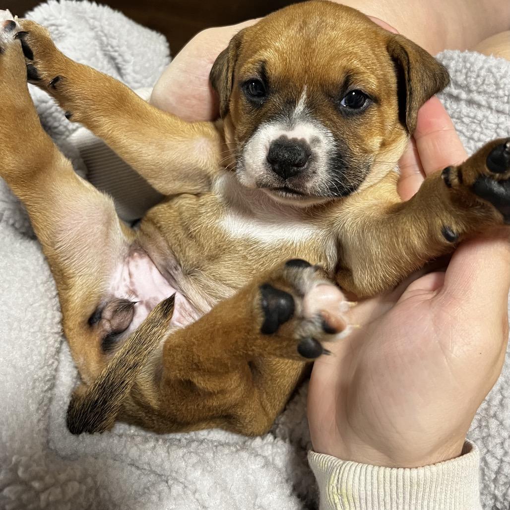 Enlarge Mulan, a Adoptable mixed breed in Austell, GA image 4/6