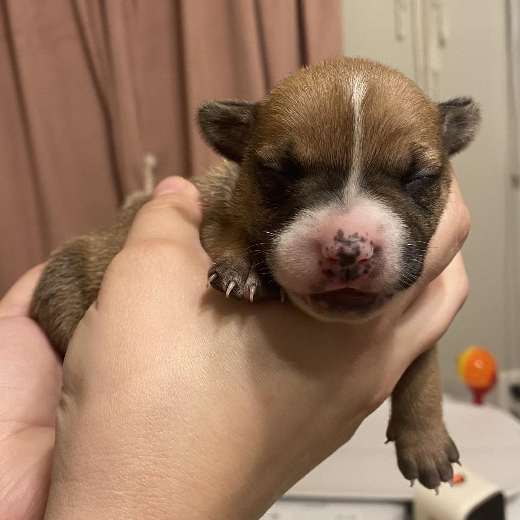 Enlarge Mulan, a Adoptable mixed breed in Austell, GA image 5/6