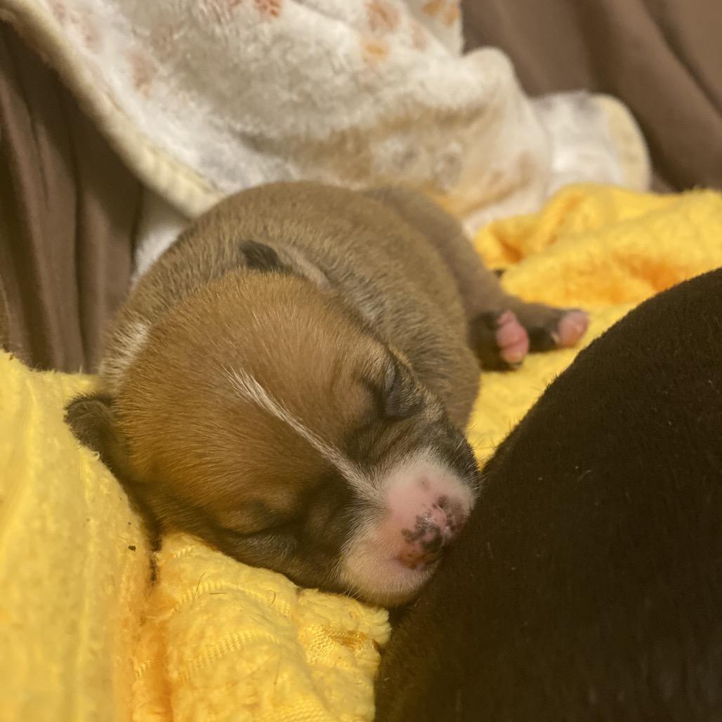 Enlarge Mulan, a Adoptable mixed breed in Austell, GA image 6/6