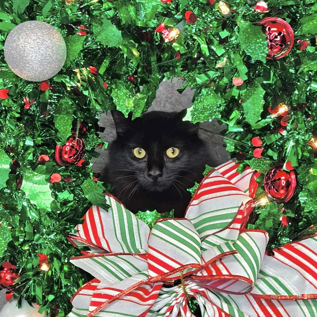 Soot, Adoptable, Young Female Domestic Long Hair.