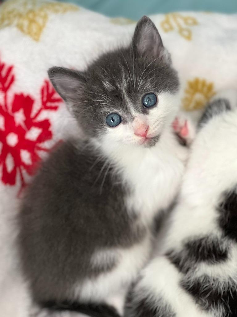 Enlarge Oasis, a Adoptable mixed breed in Minneapolis, MN image 3/4