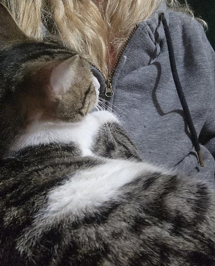 Landon.....Huggy Bear cat, Adoptable, Adult Male Domestic Short Hair.