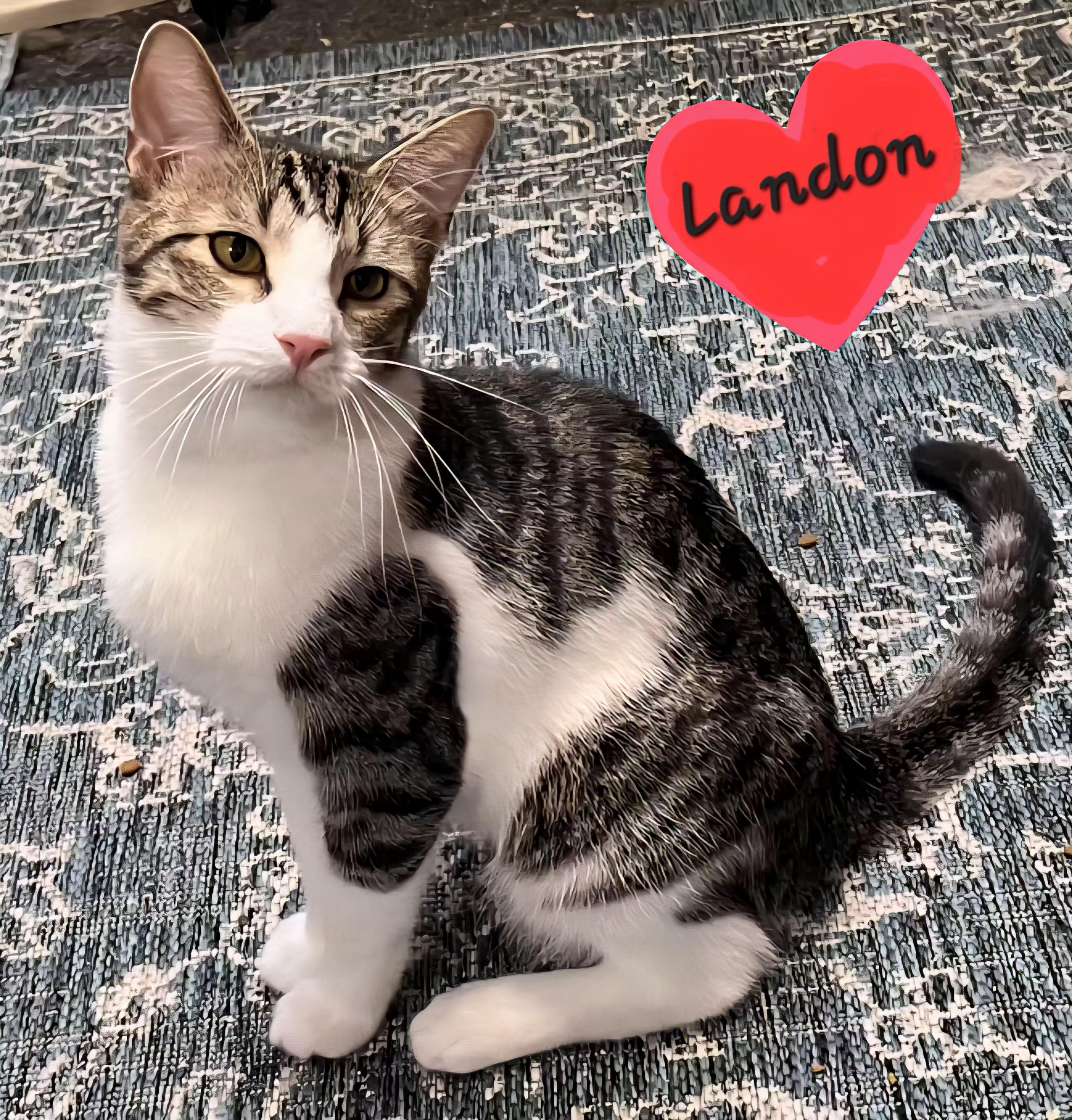 Enlarge Landon.....Huggy Bear cat, a Adoptable Domestic Short Hair in Fayetteville, AR image 1/1