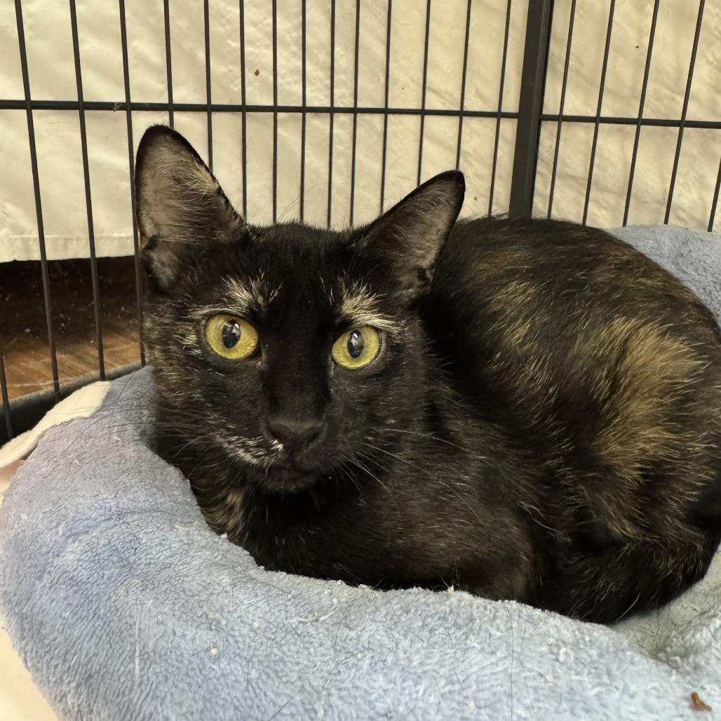 Enlarge Medusa, a Adoptable Domestic Short Hair in Mount Laurel, NJ image 1/5