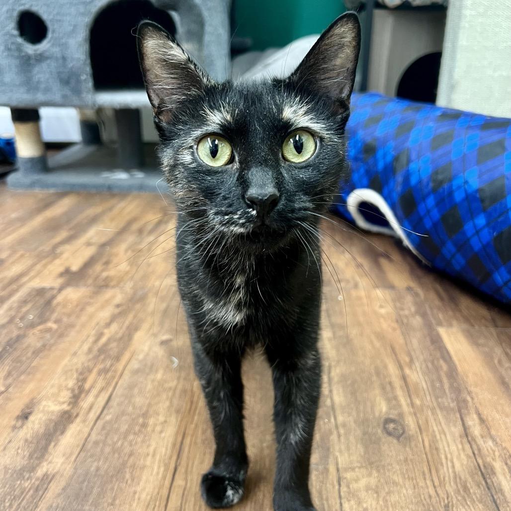 Enlarge Medusa, a Adoptable Domestic Short Hair in Mount Laurel, NJ image 3/5