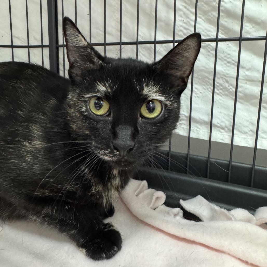 Enlarge Medusa, a Adoptable Domestic Short Hair in Mount Laurel, NJ image 4/5