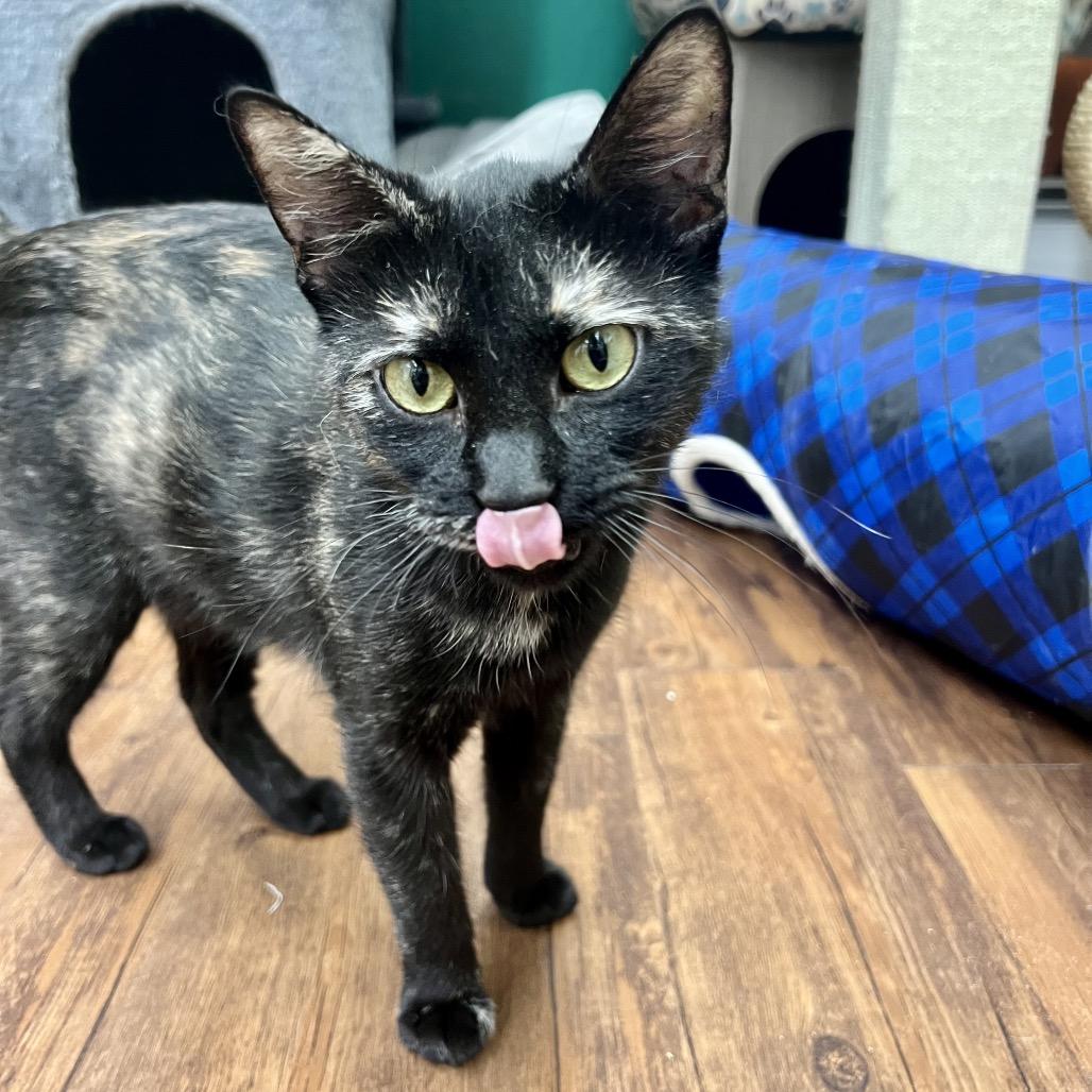 Enlarge Medusa, a Adoptable Domestic Short Hair in Mount Laurel, NJ image 5/5