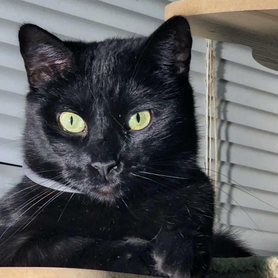 Bellatrix, Adoptable, Young Female Domestic Short Hair.