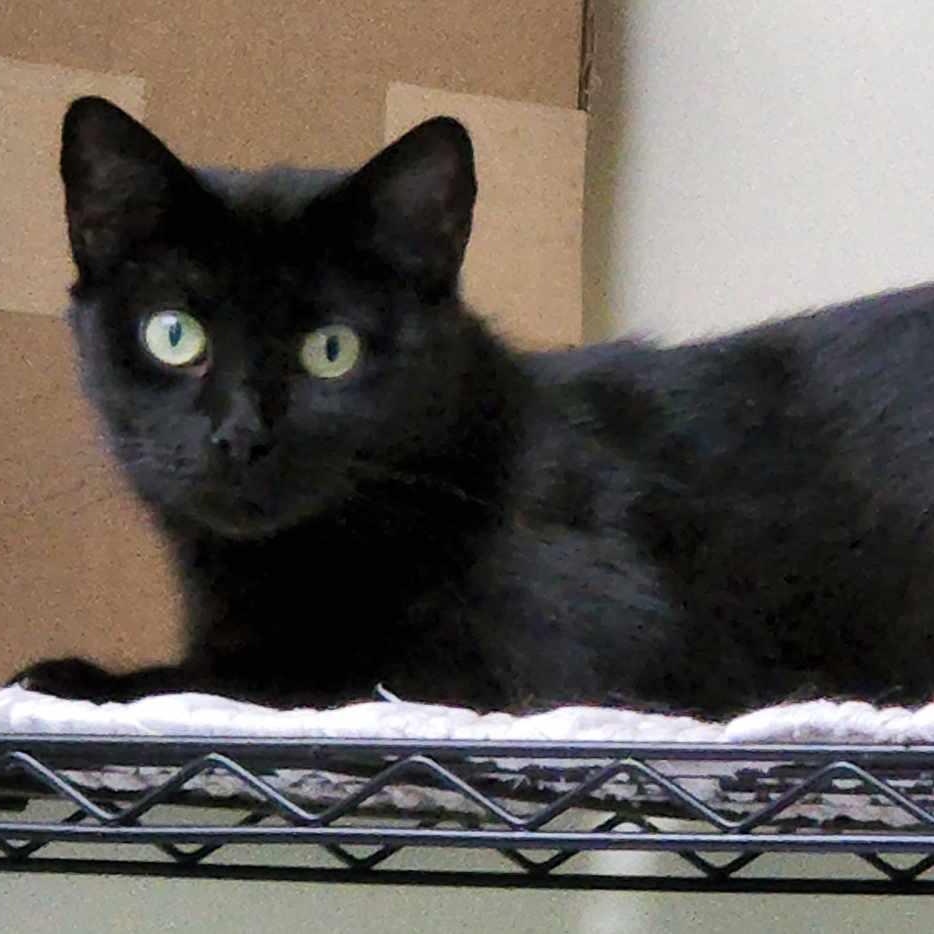 Enlarge Bellatrix, a Adoptable Domestic Short Hair in Hawley, PA image 2/2