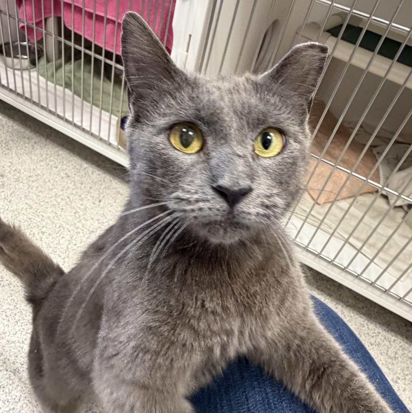 Mokie, a ADOPTABLE Domestic Short Hair in Cooperstown, NY image 6/6