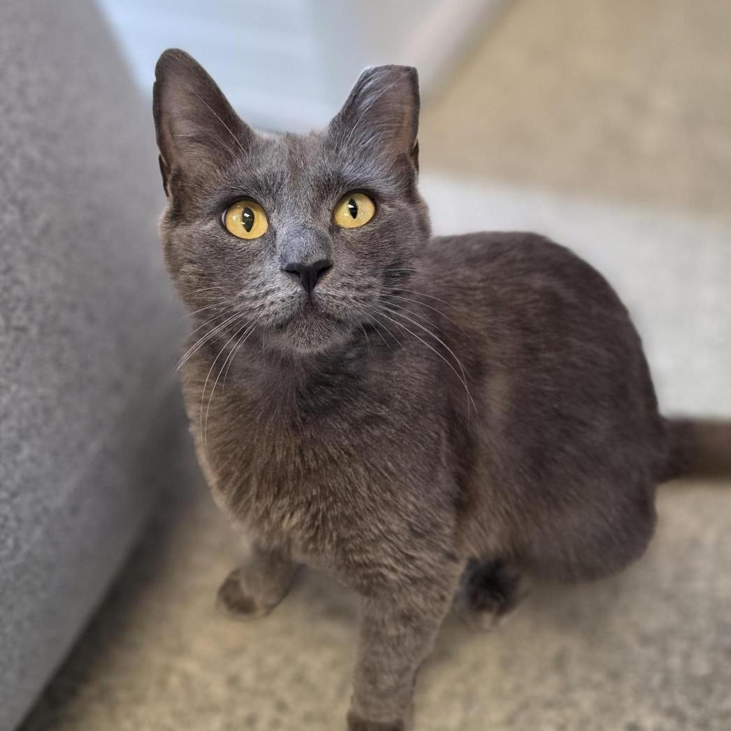 Mokie, a ADOPTABLE Domestic Short Hair in Cooperstown, NY image 5/6